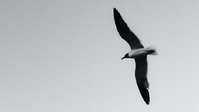 Seagull bird bw wall 4k wallpaper