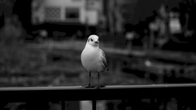 Seagull bird bw 4k wallpaper