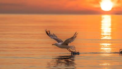Seagull bird flight 4k wallpaper