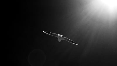 Seagull bird sky bw 4k wallpaper