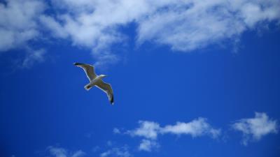 Seagull bird sky 4k wallpaper