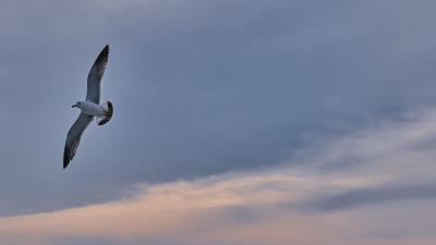 Seagull bird wings 4k wallpaper