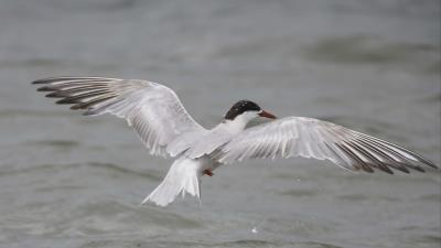 Seagull flying bird wate 4k wallpaper