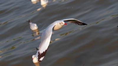 Seagulls birds flying flapping 4k wallpaper