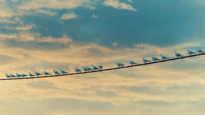 Seagulls birds wire 4k wallpaper