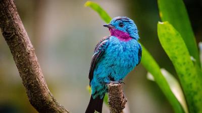 Spangled cotinga bird branch 4k wallpaper
