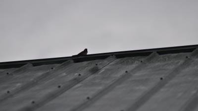 Sparrow bird roof 4k wallpaper
