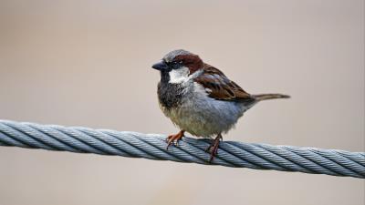 Sparrow bird wire 4k wallpaper
