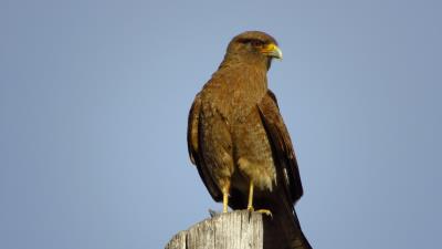 Steppe eagle eagle bird 4k wallpaper