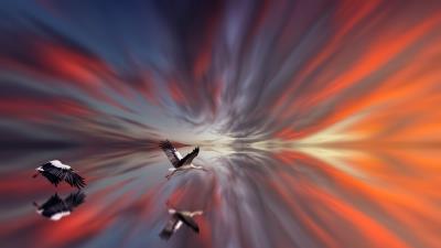 Stork bird flight 4k wallpaper