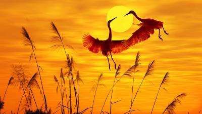 Sunset dusk birds egrets 4k wallpaper