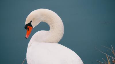 Swan bird white 4k wallpaper