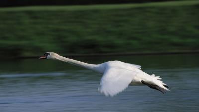 Swan flying wate 4k wallpaper
