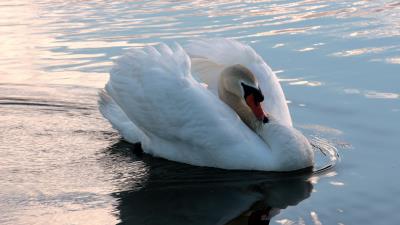 Swan swim bird water 4k wallpaper