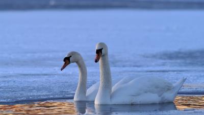 Swan swim winte 4k wallpaper