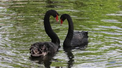 Swans birds pair reflection 4k wallpaper