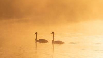 Swans birds silhouettes 4k wallpaper