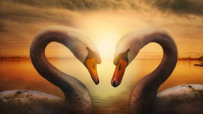 Swans birds symbol of love 5 4k wallpaper