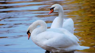 Swans couple water beach 4k wallpaper