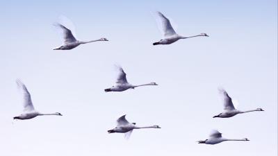 Swans flight birds 4k wallpaper