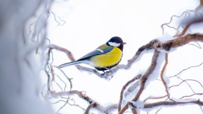 Tit branch snow 4k wallpaper