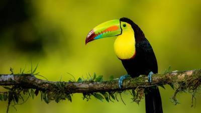 Toucan beak bird 4k wallpaper