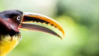 Toucan bird beak image 4k wallpaper