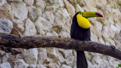 Toucan bird beak picture 4k wallpaper