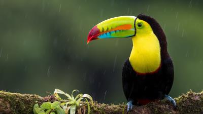 Toucan bird branch 4k wallpaper