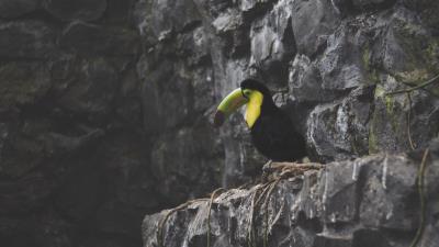 Toucan bird rocks sitting 4k wallpaper