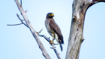 Tyvik bird branch 4k wallpaper