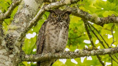 Virginian eagle owl owl bird 4k wallpaper