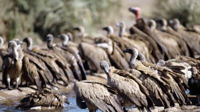 Vultures pack waterin 4k wallpaper