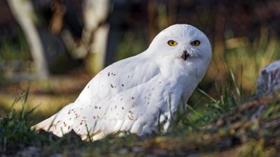 White owl owl bird 4k wallpaper