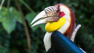 Wreathed hornbill 5k 4k wallpaper