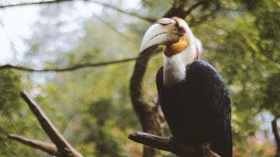 Wreathed hornbill bird branch 4k wallpaper
