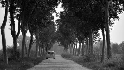 Car trees bw 4k wallpaper