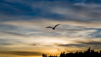 Bird silhouette flight 4k wallpaper