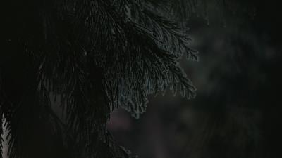 Branch dark needles 4k wallpaper