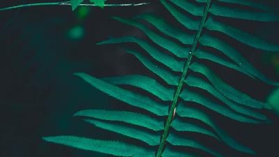 Branch leaves green 4k wallpaper