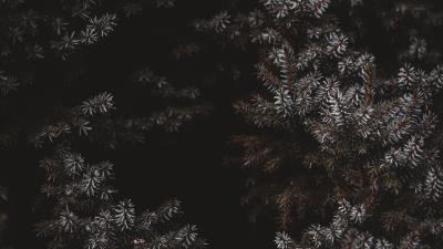 Branches needles frost 4k wallpaper
