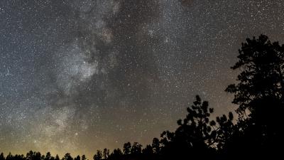 Bushes starry sky stars 4k wallpaper