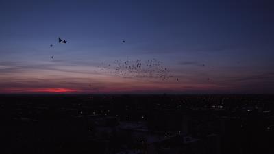 City night birds flock 4k wallpaper