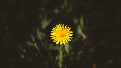 Dandelion flower bud yellow 4k wallpaper