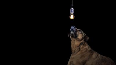 Dog light bulb idea 4k wallpaper