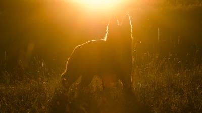 Dog silhouette sunlight 4k wallpaper