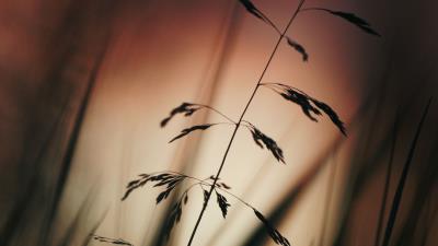 Ears silhouette grass 4k wallpaper