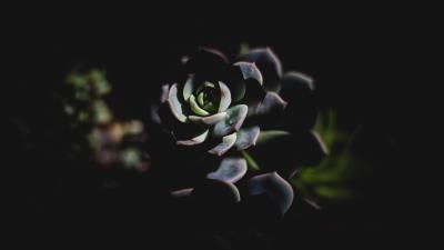 Echeveria succulent shadow 4k wallpaper