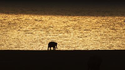 Elephant silhouette sunset 4k wallpaper