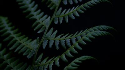 Fern branch plant 4k wallpaper
